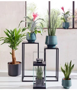 Bogenhanf - Sansevieria Cylindrica 'Mikado' -Garten im Freien 20180515 PR MO 001 AechmeaSansevieriaBL15