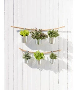 Dehner Gourmet Garten Strauchbasilikum 'Magic Blue' -Garten im Freien 20181011 PR MO 003 Kraeuter 04