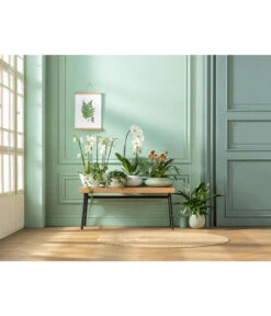 Schmetterlingsorchidee - Phalaenopsis Cultivaris 'Cascade' -Garten im Freien 20181115 PR MO 001 Orchideen GC01 01