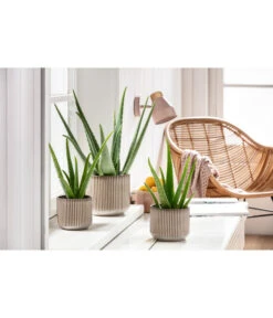 Echte Aloe-Set - Aloe Vera -Garten im Freien 201904010 PR MO 01 Aloe GC15