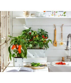 Pick-a-Tom® Cocktailtomate Mit Früchten, Rot -Garten im Freien 20200604 WE MO 001 IndoorTomatePaprika 2021 GC11