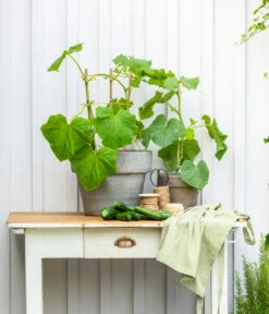 Mini Schlangengurke -Garten im Freien 20200717 8842643 WE MO 002 CucurbitaePepoZucchiniGruen 2021 GC13 01