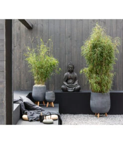 Schirmbambus -Garten im Freien 20200722 7002686 7002678 WE MO 001 FargesiaMurieliaeJumbo 2021 GC09 01