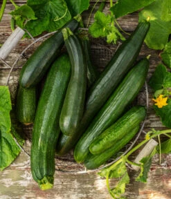 Mini Schlangengurke -Garten im Freien 20200722 8830747 8831000 WE MO 001 GurkeEtikett