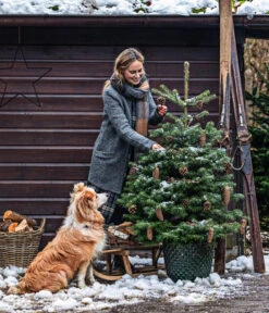 Nordmann-Tanne, B-Sortierung, Ca. 100-125 Cm, Im Topf Gewachsen -Garten im Freien 20211215 8995946 8995706 8995953 WE MO 001 TannenbaumTopf