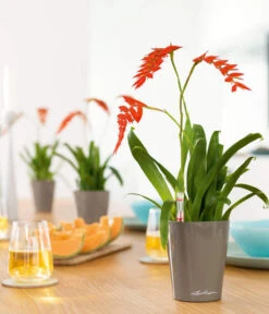 LECHUZA® DELTINI, All-in-One-Set -Garten im Freien 2425130 WE MO 001 MINIDELTINItaupehochglanz