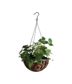 Dehner Gusseisen-Hängeampel Katalonien Mit Kokoseinlage, Rund, Rost, Ca. Ø30/H15 Cm 8 Dehner Gusseisen-Hängeampel Katalonien Mit Kokoseinlage, Rund, Rost, Ca. Ø30/H15 Cm -Garten im Freien 2745461 BildM 001 HaengeampelBasketHangingbasket30Cm