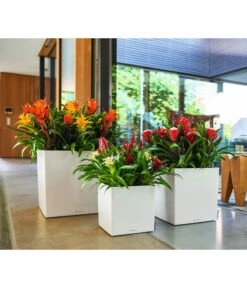 LECHUZA® CUBE, All-in-One Set 13 LECHUZA® CUBE, All-in-One Set -Garten im Freien 2844066 WE MO 010 CubePremiumWeiss 3179850 3179538