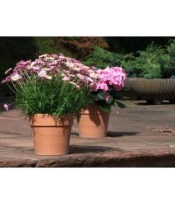 Spang Terrakotta-Pflanzgefäß Calima -Garten im Freien 2919595 2919652 2919694 2919736 2919835 2919843 WE MO 001 TerrakottaTopfCalima