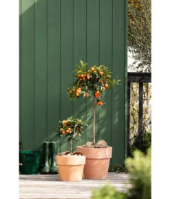 Spang Terrakotta-Pflanzgefäß Calima -Garten im Freien 2919595 2919652 2919694 2919736 2919835 2919843 WE MO 003 TerrakottaTopfCalima