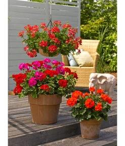 Spang Terrakotta-Pflanzgefäß Calima -Garten im Freien 2919595 2919652 2919694 2919736 2919835 2919843 WE MO 004 TerrakottaTopfCalima