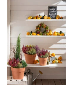 Spang Terrakotta-Pflanzgefäß Calima -Garten im Freien 2919595 2919843 2919736 2919694 2919835 2919652 WE MO 012 TerrakottaPflanzgefaessCalima