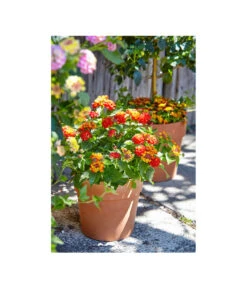 Spang Terrakotta-Pflanzgefäß Calima -Garten im Freien 2919652 2919694 2919595 2919843 2919736 2919835 WE MO 006 CalimaTerra