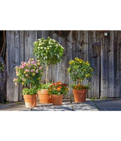 Spang Terrakotta-Pflanzgefäß Calima -Garten im Freien 2919652 2919694 2919595 2919843 2919736 2919835 WE MO 008 CalimaTerra