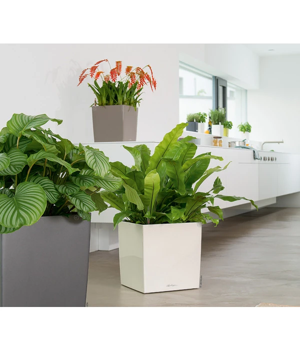 LECHUZA® CUBE, All-in-One Set 6 LECHUZA® CUBE, All-in-One Set – Bild 4