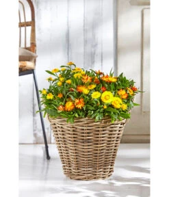 Rattan-Topf, Rund, Grau-braun -Garten im Freien 3679347 3679362 3679578 WE MO 019 RattanTopfrundbraun