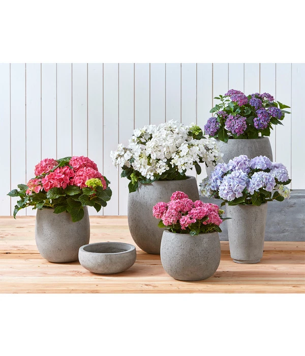 Dehner Leichtbeton-Schale Balloon Stone, Grau 4 Dehner Leichtbeton-Schale Balloon Stone, Grau – Bild 2