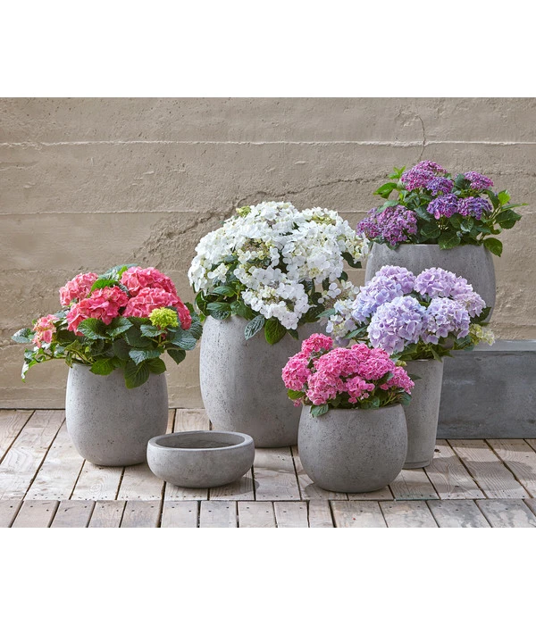 Dehner Leichtbeton-Schale Balloon Stone, Grau 6 Dehner Leichtbeton-Schale Balloon Stone, Grau – Bild 4