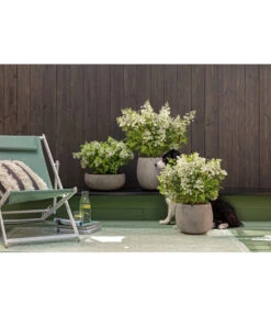 Dehner Leichtbeton-Schale Balloon Stone, Grau 16 Dehner Leichtbeton-Schale Balloon Stone, Grau -Garten im Freien 4058046 4058087 4057972 WE MO 006 DehnerLeichtbetonTopfBalloon