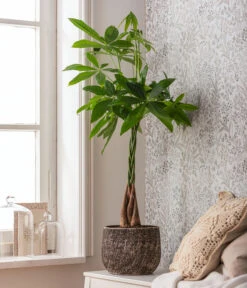 Dehner Keramik-Übertopf Stef, Rund, Braun -Garten im Freien 4083325 82506059 4083325 WE MO 001 TopfStefBraunPachiraAquatica