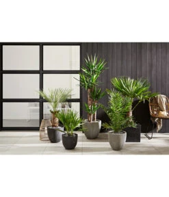 Artstone Kunststoff-Topf Maud, Quadratisch -Garten im Freien 4086211 4086195 4086229 WE MO 001 KunststoffTopfMaudschwarz