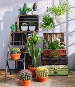 Dehner Keramik-Ampel, Konisch -Garten im Freien 4139697 4139721 4139739 4148185 4148193 5122809 5122866 WE MO 001 KakteenGruenTopfSukuCermeAmpelPanna