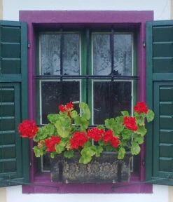 Roto Kunststoff-Pflanzkasten Planika, Rechteckig, Dunkelgrau, Ca. B49,5/H18,5/T20,5 Cm 7 Roto Kunststoff-Pflanzkasten Planika, Rechteckig, Dunkelgrau, Ca. B49,5/H18,5/T20,5 Cm -Garten im Freien 4145769 WE MO 002 RotoKastenPlanika