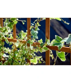 Dobar Hochbeet Peru Mit Rankspalier, Ca. B110/H115/T88 Cm -Garten im Freien 4155016 WE MO 003 DobarPflanzkastenHochbeetPerumitRankspalier