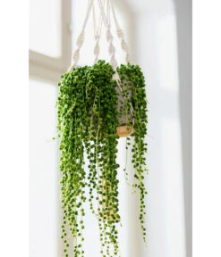 Dehner Makramee-Ampel -Garten im Freien 4409132 PR MO 004 AmpelnFreshMakramee 4408977 4408985