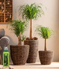 Dehner Palmen-Dünger, Flüssig, 500 Ml -Garten im Freien 4418240 WE MO 001 DehnerPalmenDuengerfluessig500ml