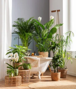 Einblatt - Spathiphyllum Wallisii 'Sebastian' -Garten im Freien 4440343 4439022 4438990 WE MO 002 IgmarBraun