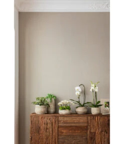 Schmetterlingsorchidee - Phalaenopsis Cultivaris 'Cascade' -Garten im Freien 4473492 PR MO 001 OrchideenkeramikFrayaHellbraun 4473500 4473518 4473534 4473542