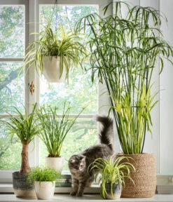 Dehner Keramik-Ampel, Konisch -Garten im Freien 5122866 5122809 WE MO 001 Haustierfreundliche Gruenpflanzen