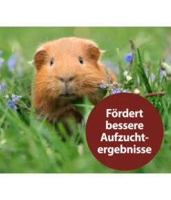 Quiko® Vitacombex® Na Multivitaminsaft Für Nager, 125 Ml 9 Quiko® Vitacombex® Na Multivitaminsaft Für Nager, 125 Ml -Garten im Freien 5198106 WE MO 003 QuikoNFVitacombexNa125ml