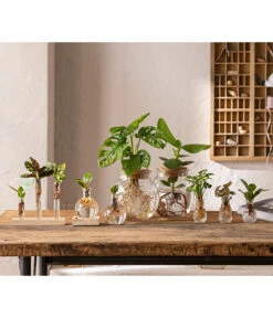 Neu eingetroffen -Garten im Freien 6125066 WE MO 001 WaterPlants 1