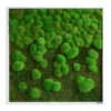 StyleGREEN Bild Aus Wald- Und Kugelmoos Im Verlauf, Ca. B80/H80/T7 Cm -Garten im Freien 6429807 WE FS 001 Wald KugelmoosbildVerlauf80x80cm