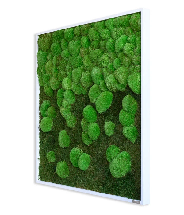 StyleGREEN Bild Aus Wald- Und Kugelmoos Im Verlauf, Ca. B80/H80/T7 Cm 4 StyleGREEN Bild Aus Wald- Und Kugelmoos Im Verlauf, Ca. B80/H80/T7 Cm – Bild 2