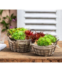 Hauswurz-Arrangement Landhaus Garten, In Metall-Korb -Garten im Freien 6433346 6433353 WE MO 002 OutdoorSchalen Hauswurz Drahtkorb