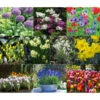 Dehner Blumenzwiebel 5 Monate Blütenpracht, 200 Stk. -Garten im Freien 6617286 WE MO 001 DehnerBlumenzwiebel5MonateBlumenpaket