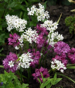 Dehner Blumenzwiebel 5 Monate Blütenpracht, 200 Stk. 16 Dehner Blumenzwiebel 5 Monate Blütenpracht, 200 Stk. -Garten im Freien 6617286 WE MO 002 DehnerBlumenzwiebel5MonateBlumenpaket