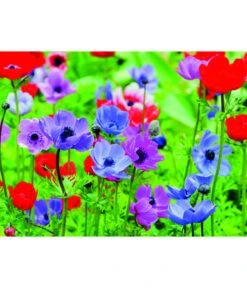 Dehner Blumenzwiebel 5 Monate Blütenpracht, 200 Stk. 17 Dehner Blumenzwiebel 5 Monate Blütenpracht, 200 Stk. -Garten im Freien 6617286 WE MO 003 DehnerBlumenzwiebel5MonateBlumenpaket