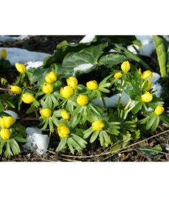 Dehner Blumenzwiebel 5 Monate Blütenpracht, 200 Stk. 18 Dehner Blumenzwiebel 5 Monate Blütenpracht, 200 Stk. -Garten im Freien 6617286 WE MO 004 DehnerBlumenzwiebel5MonateBlumenpaket