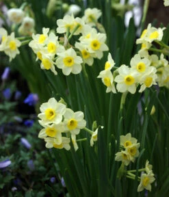 Dehner Blumenzwiebel 5 Monate Blütenpracht, 200 Stk. 19 Dehner Blumenzwiebel 5 Monate Blütenpracht, 200 Stk. -Garten im Freien 6617286 WE MO 005 DehnerBlumenzwiebel5MonateBlumenpaket