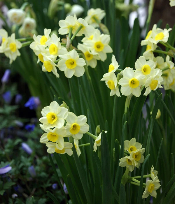 Dehner Blumenzwiebel 5 Monate Blütenpracht, 200 Stk. 8 Dehner Blumenzwiebel 5 Monate Blütenpracht, 200 Stk. – Bild 6