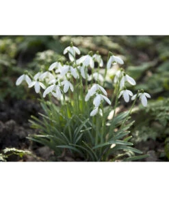 Dehner Blumenzwiebel 5 Monate Blütenpracht, 200 Stk. 20 Dehner Blumenzwiebel 5 Monate Blütenpracht, 200 Stk. -Garten im Freien 6617286 WE MO 006 DehnerBlumenzwiebel5MonateBlumenpaket