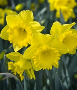 Dehner Blumenzwiebel 5 Monate Blütenpracht, 200 Stk. 21 Dehner Blumenzwiebel 5 Monate Blütenpracht, 200 Stk. -Garten im Freien 6617286 WE MO 007 DehnerBlumenzwiebel5MonateBlumenpaket