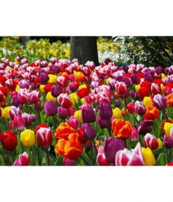 Dehner Blumenzwiebel 5 Monate Blütenpracht, 200 Stk. 24 Dehner Blumenzwiebel 5 Monate Blütenpracht, 200 Stk. -Garten im Freien 6617286 WE MO 010 DehnerBlumenzwiebel5MonateBlumenpaket