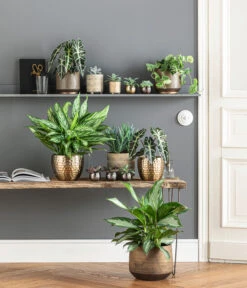 Dehner Metall-Übertopf Kody, Bauchig, Gold 13 Dehner Metall-Übertopf Kody, Bauchig, Gold -Garten im Freien 6732952 WE MO 001 TopfNolaKodyGoldMathea 4450722