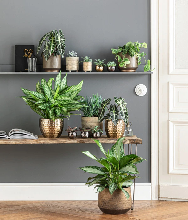 Dehner Metall-Übertopf Kody, Bauchig, Gold 8 Dehner Metall-Übertopf Kody, Bauchig, Gold – Bild 6