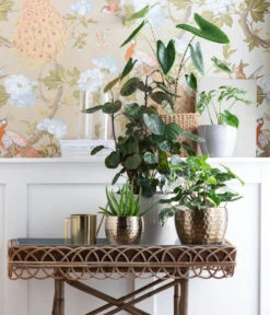 Purpurtute - Syngonium Podophyllum 'Albo Variegata', Panaschiert 7 Purpurtute - Syngonium Podophyllum 'Albo Variegata', Panaschiert -Garten im Freien 6784912 WE MO 001 TopfKodyGold TE GreenMixed 1